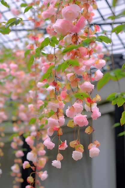 A hanging plant with pink flowers hanging from it.