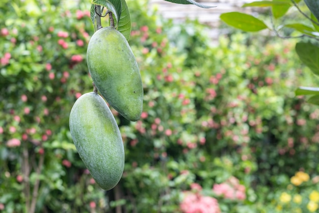 Hanging two raw mangoes in the garden close up with copy space