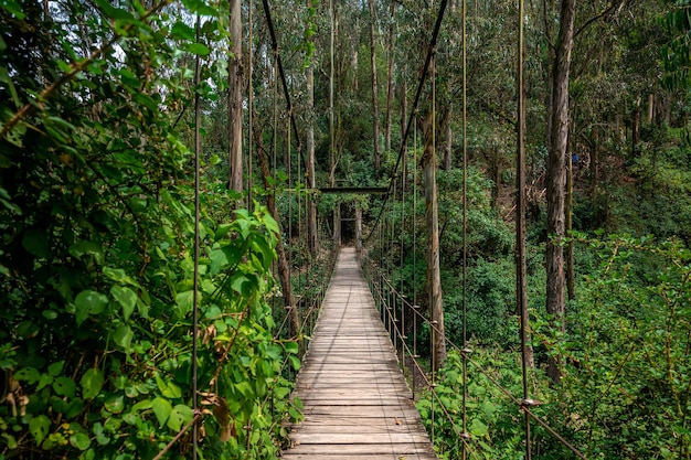 Hanging wooden bridge in the forest