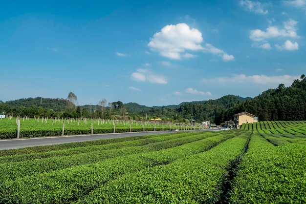 Hangzhou Qiandao Lake Tea Mountain