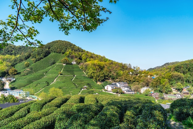 Hangzhou West Lake Longjing Tea Mountain