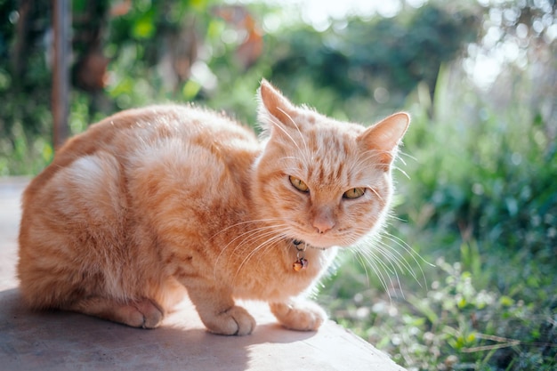 The happiness of Ginger tabby young cat sitting on the concrete floor in the garden with the morning