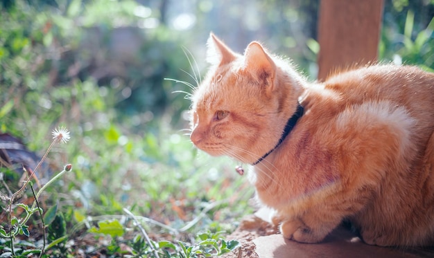 The happiness of Ginger tabby young cat sitting on the concrete floor in the garden with the morning