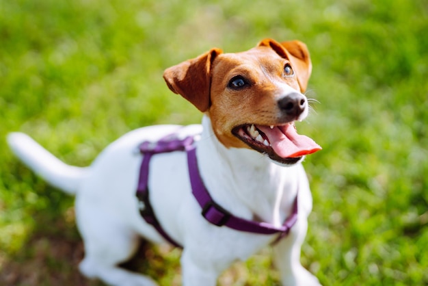 Happy active dog jack russell playing in the park Domestic dog concept