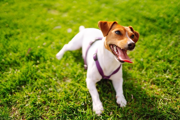 Happy active dog jack russell playing in the park Domestic dog concept