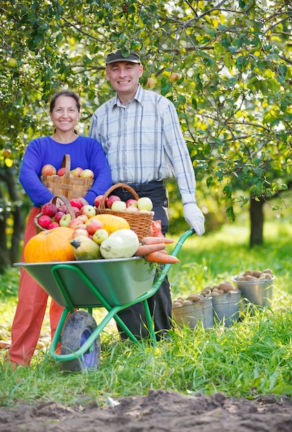 Happy adult man and woman harvests  in a garden outdoors