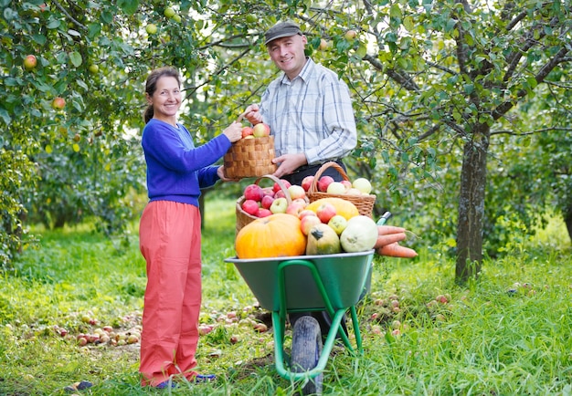 Happy adult man and woman harvests  in a garden outdoors