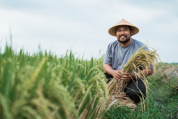 Happy Asian farmer holding rice grains in the field