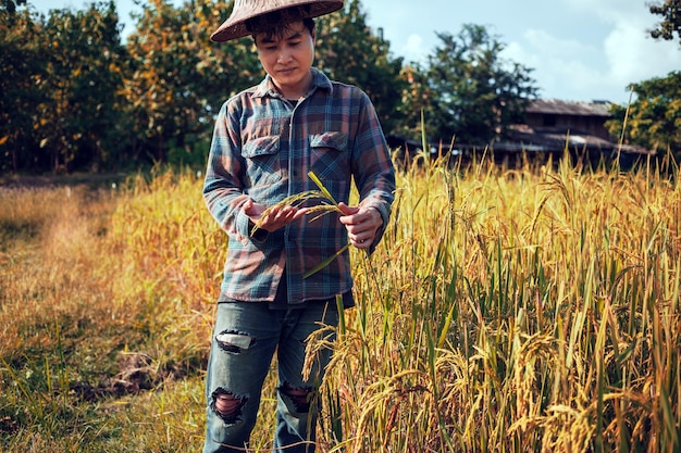 Happy Asian man farmer harvesting rice in from a young farmer standing in a paddy field