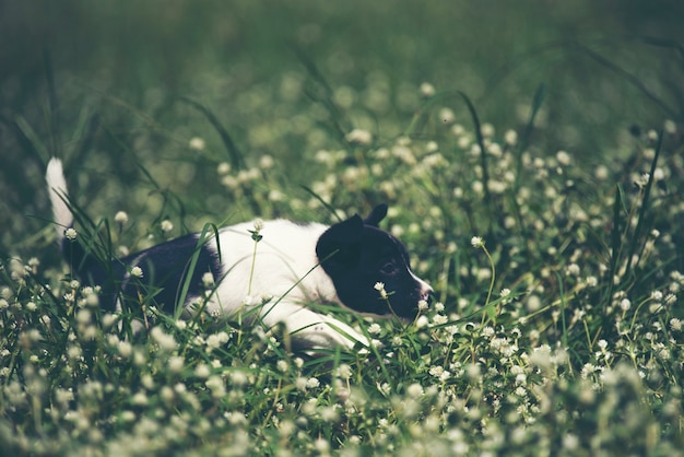 Photo happy beagle dog having fun on then green grass