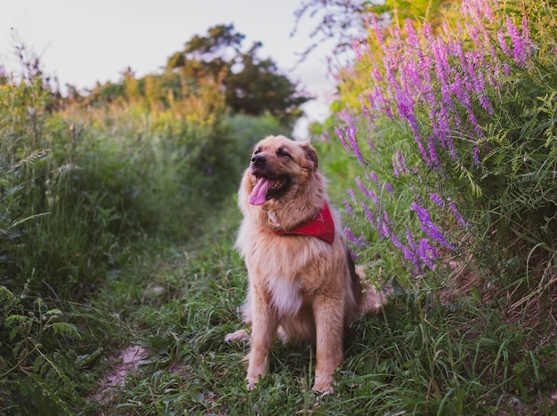 Happy beautiful fluffy beige dog outdoors in summer