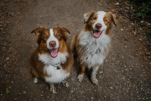 Happy best friends aussie red tricolor and red merle have fun together in park View from above