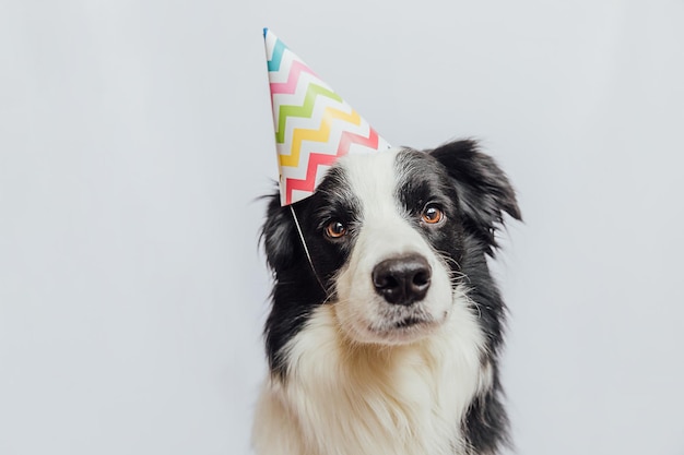 Happy Birthday party concept Funny cute puppy dog border collie wearing birthday silly hat isolated on white background Pet dog on Birthday day