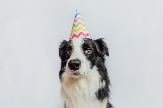 Happy birthday party concept funny cute puppy dog border collie wearing birthday silly hat isolated