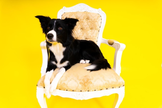 Happy black dog border collie portrait on yellow and red background