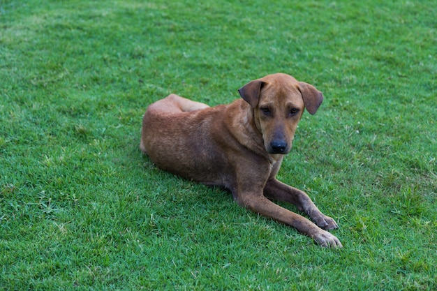 Happy brown dog rolls and turns on the green grass background