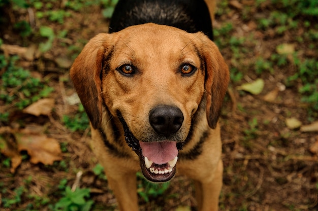 Happy brown ginger and black dog looking