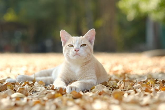 Happy cat lying on the leaves