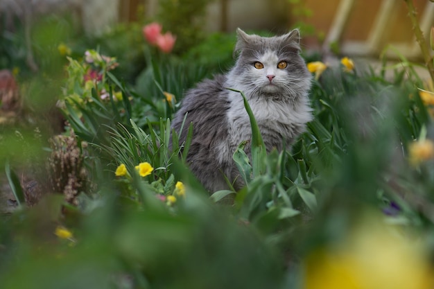 Happy cat in sunny flowers fieldDomestic cat on its first walk outside in the garden