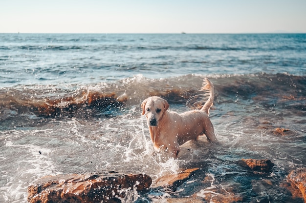 Happy cheerful golden retriever swimming running jumping plays with water on the sea coast in summer.