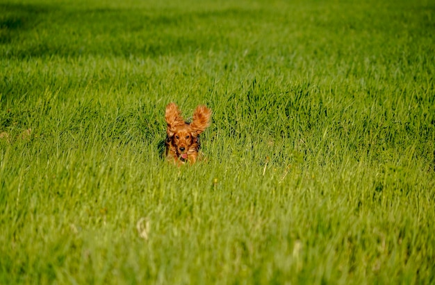 Happy cocker spaniel running in the green grass