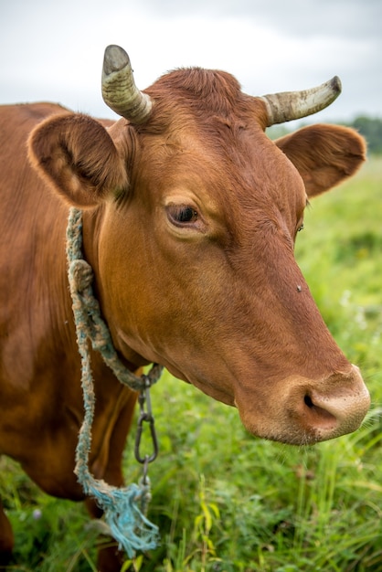 Happy Cow eating grass in a meadow in summer