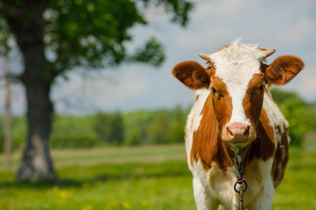 happy cow grazes on a green meadow Cow farm Milk's farm