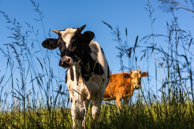 Happy Cows Grazing on Green grass in summer