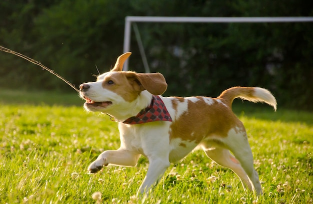 Happy cute beagle puppy running in the field