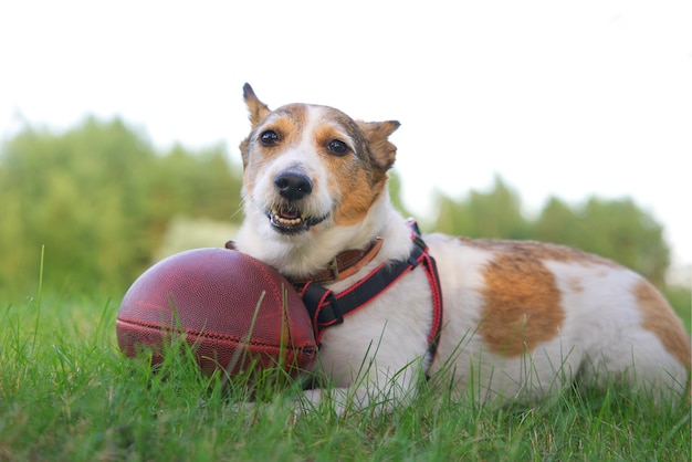 Happy cute dog playing with American football ball lying on green grass outdoors in park