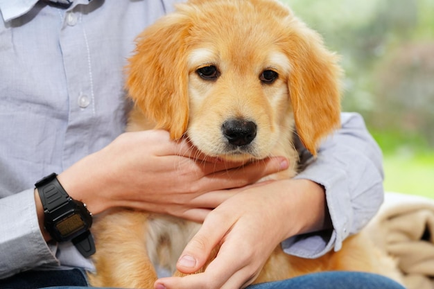 Happy cute puppy resting in the arms of a child a dream come true Portrait of cute puppy