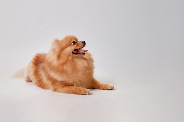 Happy cute red Pomeranian dog lies and looks up on a light background