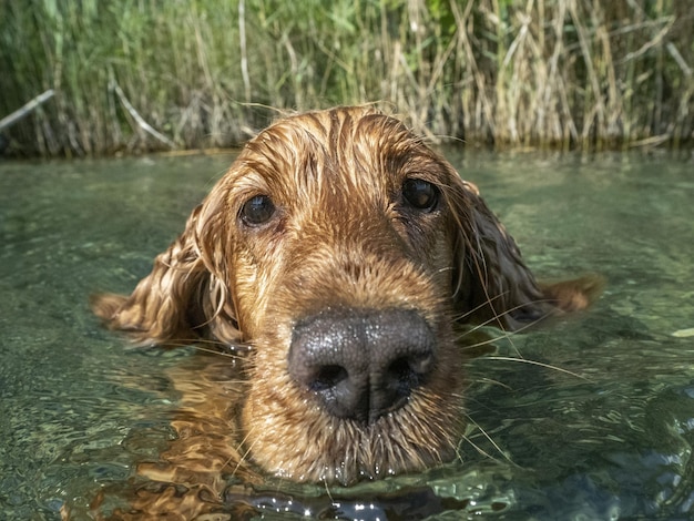 Happy dog cocker spaniel having fun at the river