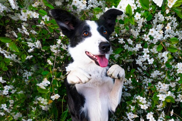 A happy dog in flowers The pet is smiling