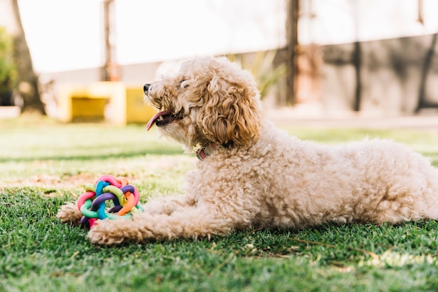 Happy dog having fun in the park