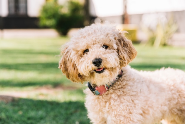 Happy dog having fun in the park