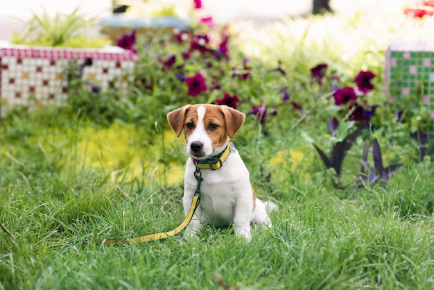 Happy dog jack russell playing in the park on sunny day