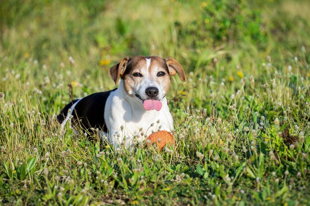 Happy dog lying in grass and relaxing after ball playing and show tongue.