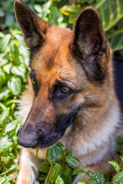 Happy dog playing, dog German Shepherd, isolated  