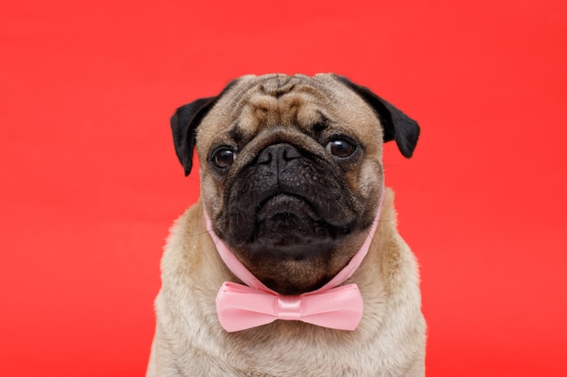 Happy dog of the pug breed in tie butterfly Cute dog on red background