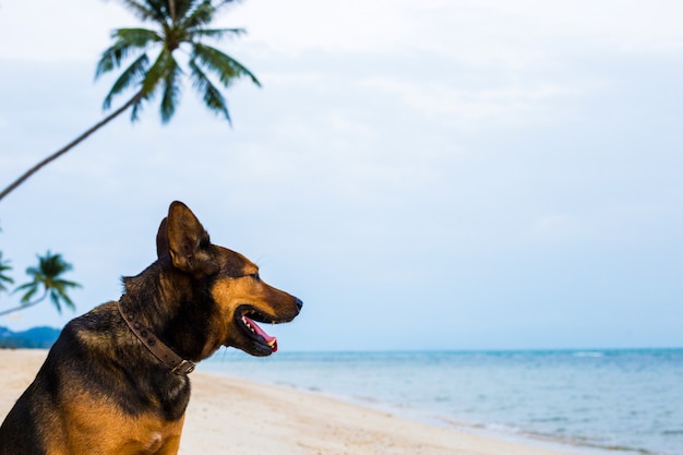 A happy dog relaxing on the beach.