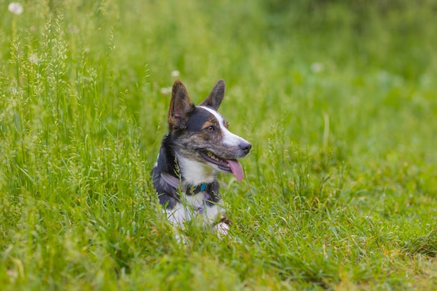 Happy dog running on green grass corgi