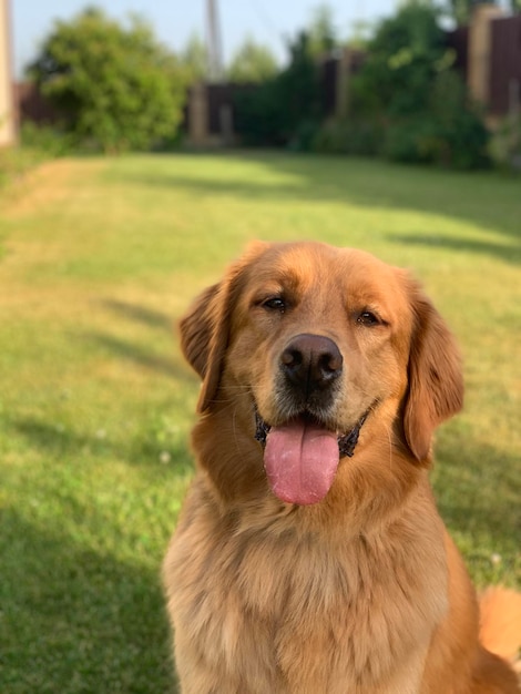 Happy dog smiles broadly while sitting on the lawn with his tongue out American golden retriever