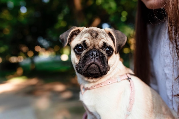 Happy dog Walking with pug dog in summer park Portrait of a pug Portrait of Beautiful male Pug puppy dog The dog is lying on the ground