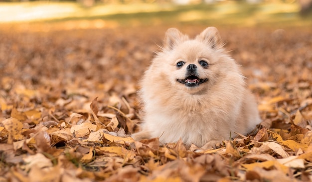 Happy dog in the yellow leaves in autumn in the park. 