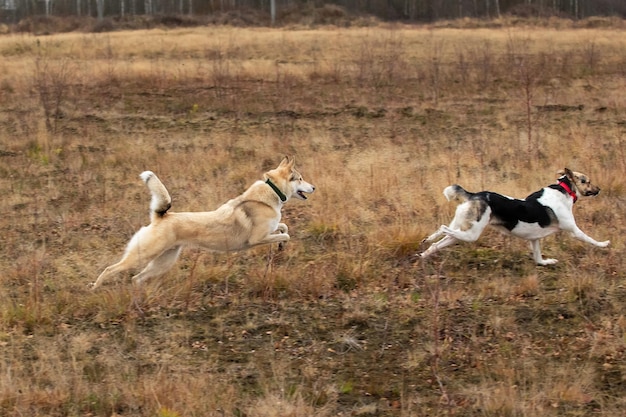 Happy dogs running in autumnal countryside Cloudy day