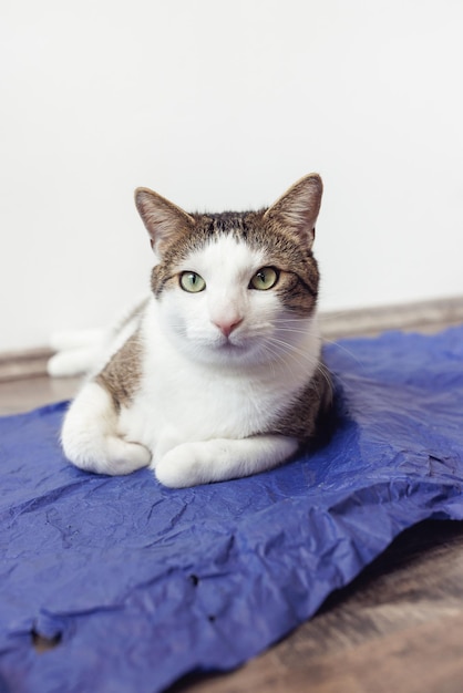 Happy domestic cat on blue packing paper with paws tucked closeup