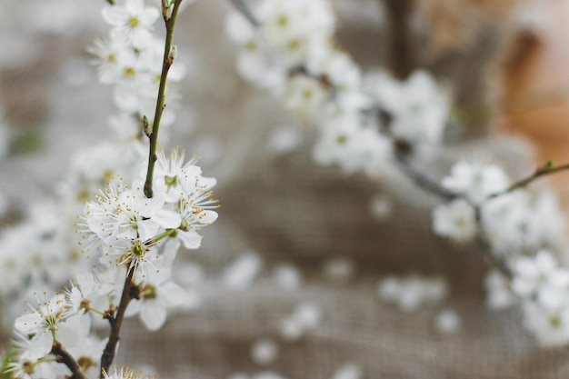 Happy Easter Blooming cherry branch close up on rustic background of linen napkin