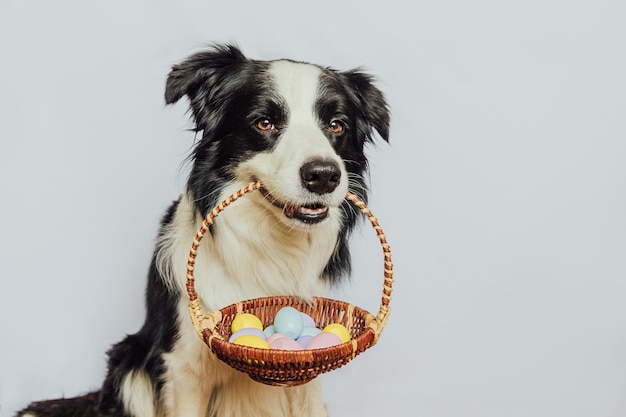 Happy Easter concept Preparation for holiday Cute puppy dog border collie holding basket with Easter colorful eggs in mouth isolated on white background Spring greeting card