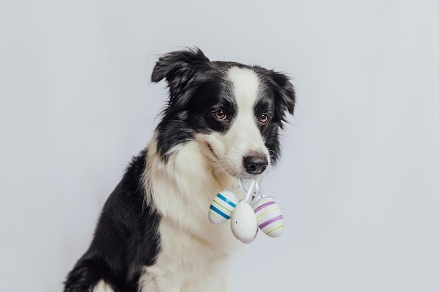 Happy Easter concept Preparation for holiday Cute puppy dog border collie holding Easter colorful eggs in mouth isolated on white background Spring greeting card